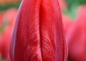 Tulipa Renegade ® (4)